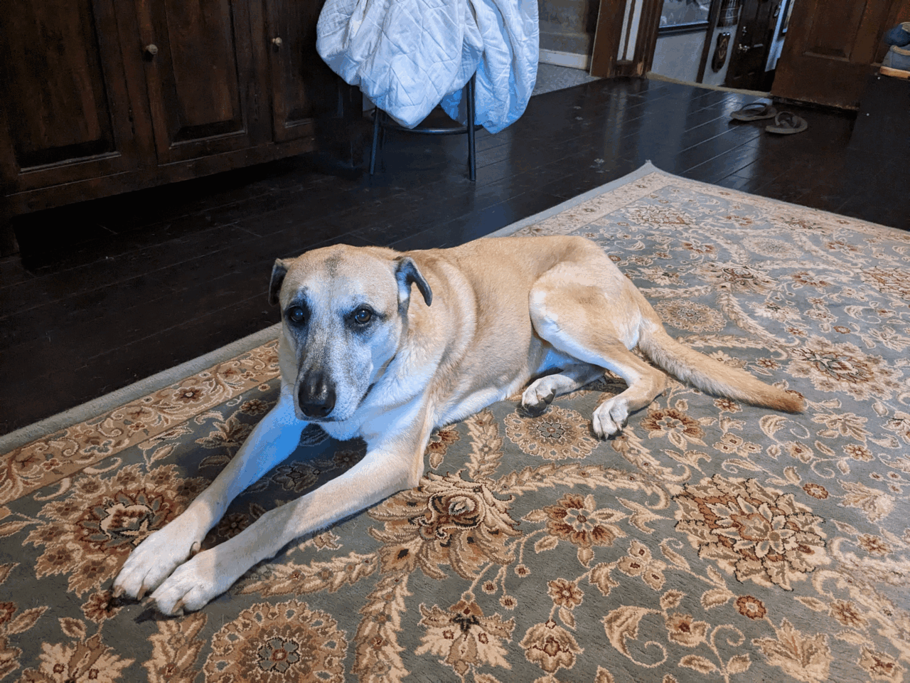 a yellow dog with brown eyes and smooth fur lying on a rug.